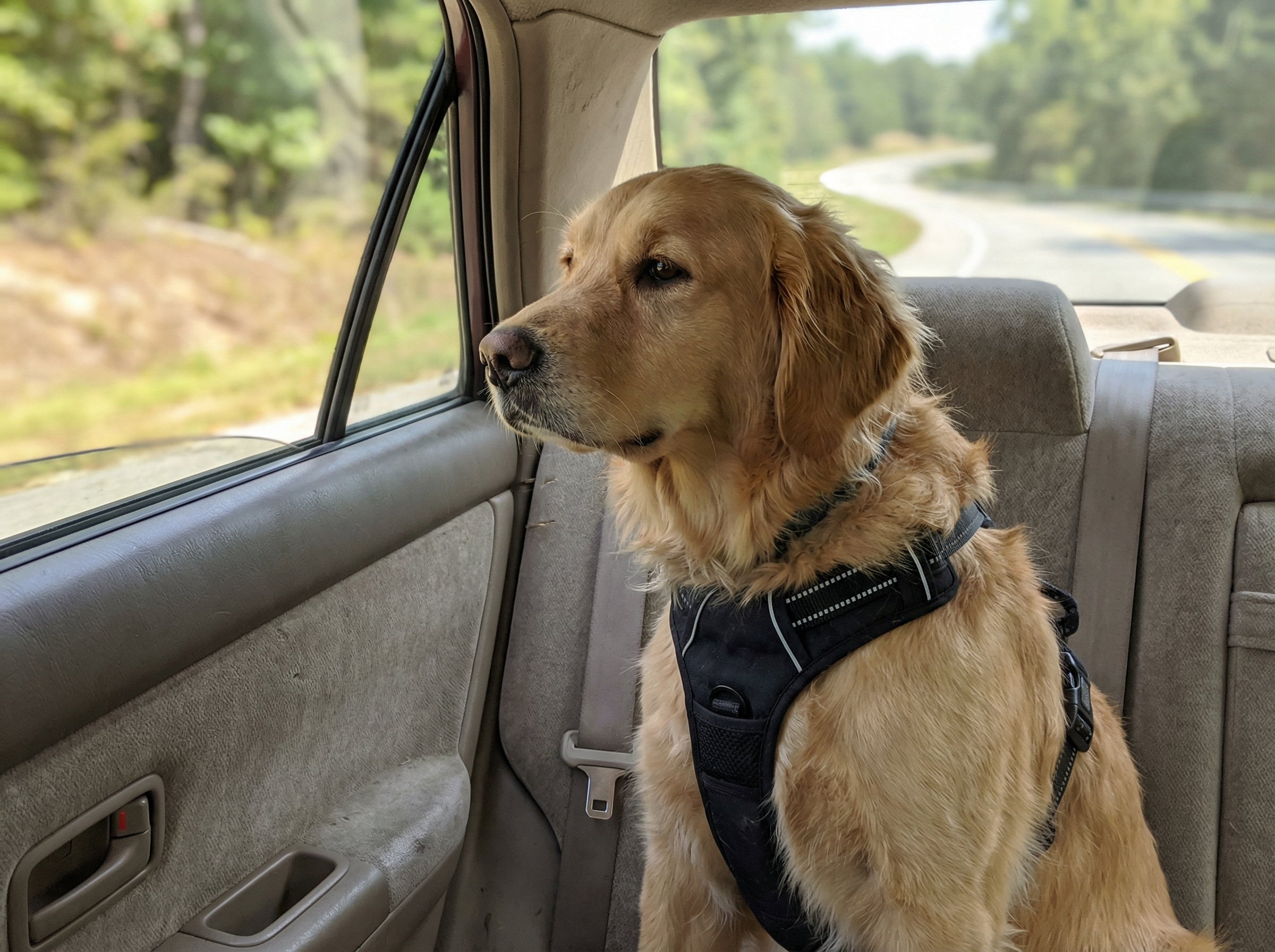 Charlie the golden retriever in car with harness